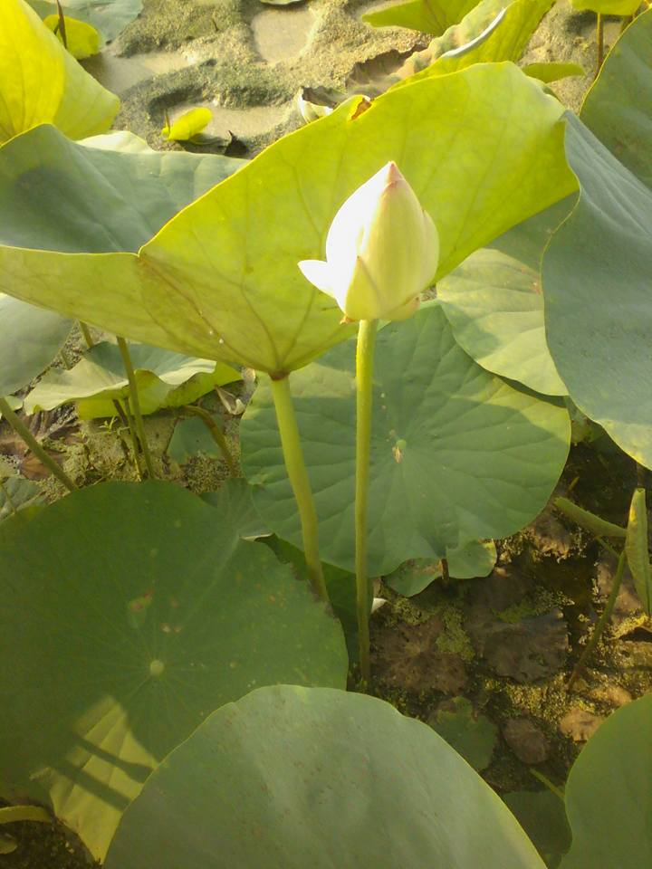 Sample Photo