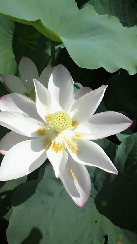 Sample Photo