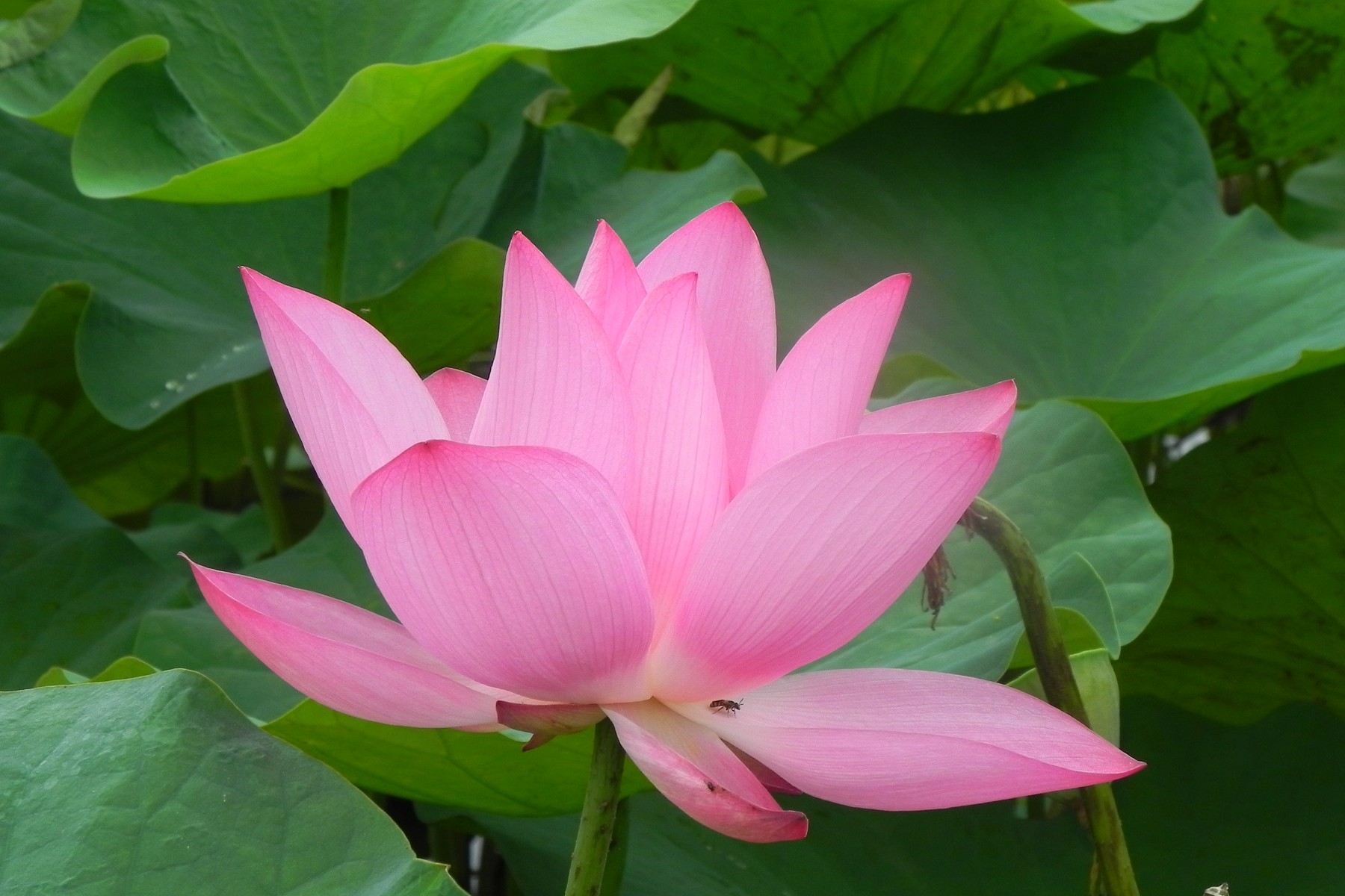 Sample Photo