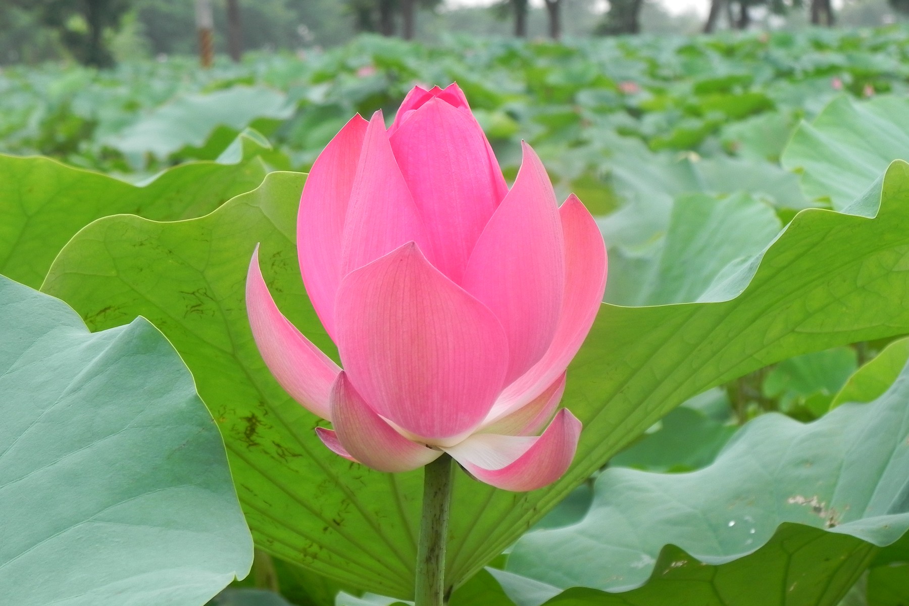 Sample Photo