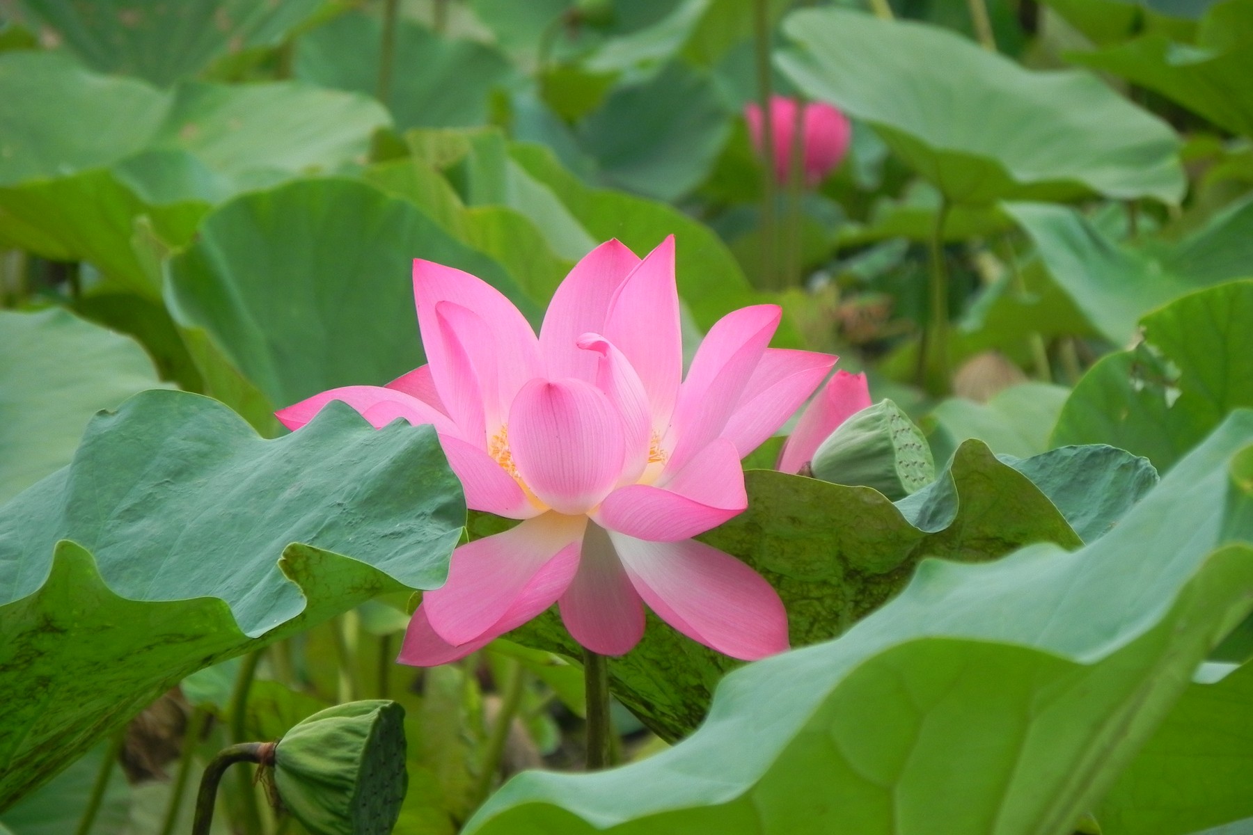 Sample Photo Sample Photo