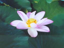 Sample Photo