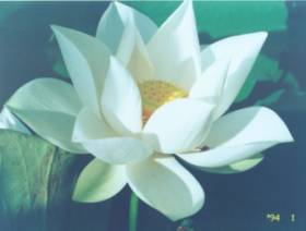 Sample Photo